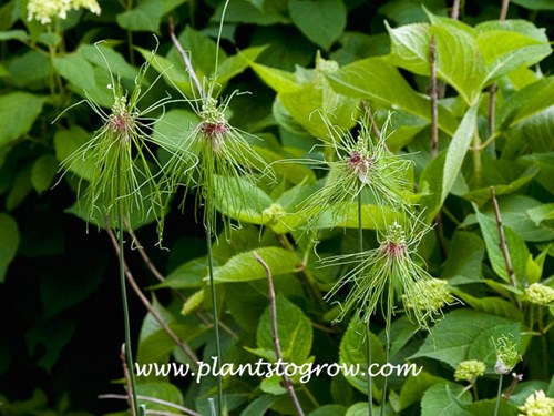 Allium Hair (Allium sphaerocephalon) 
Four thin stalked (scapes) Allium Hair plants against a backdrop of a Hydrangea. These are prodigy of plants 20 feet from this spot.